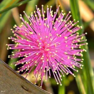 Schrankia uncinata - Détails d'une fleur
