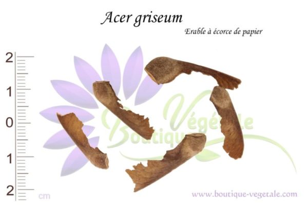 Graines d'Acer griseum, Acer griseum seeds