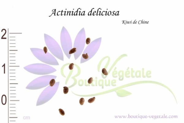 Graines d'Actinidia deliciosa, Actinidia deliciosa seeds