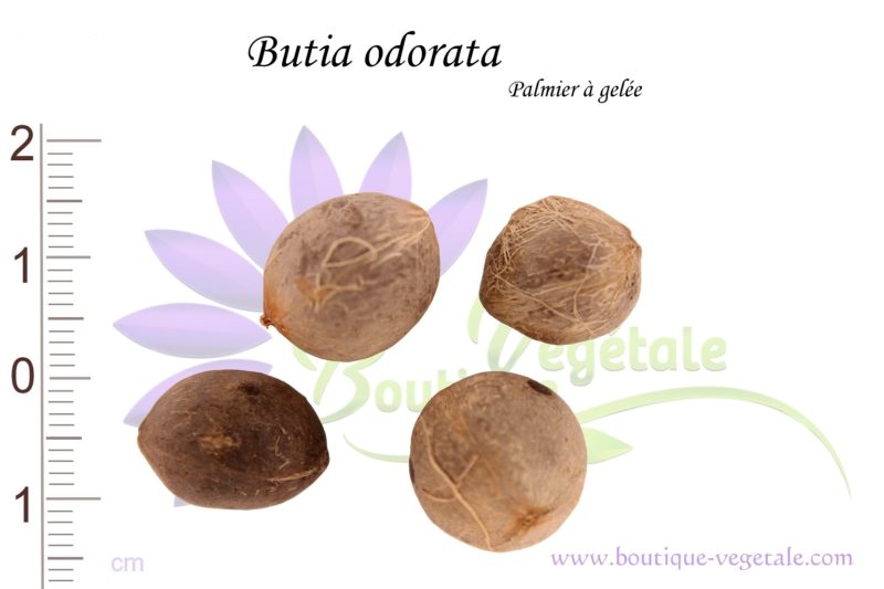 Graines de Butia odorata, Butia odorata seeds