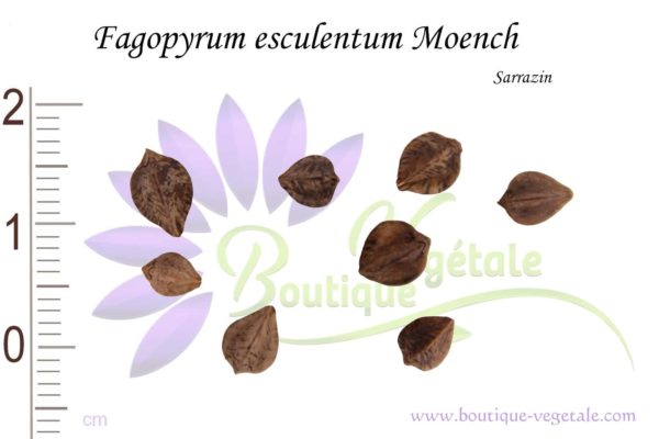 Graines Fagopyrum esculentum Moench, Fagopyrum esculentum Moench seeds