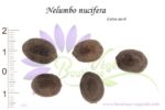 Graines de Nelumbo nucifera, Nelumbo nucifera seeds