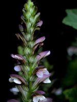 Acanthus mollis - Détails d'une fleur