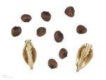 Acanthus mollis - Fruit sec et graines
