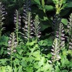 Fleurs d'Acanthus mollis, Fleurs d'Acanthe à feuilles molles, graines d'Acanthus mollis, graines d'Acanthe à feuilles molles