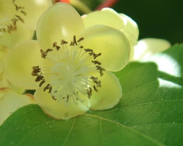 Actinidia deliciosa - Fleur de kiwi jaune