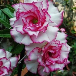 Adenum obesum cv. Carnation - Rose du désert 'Carnation'