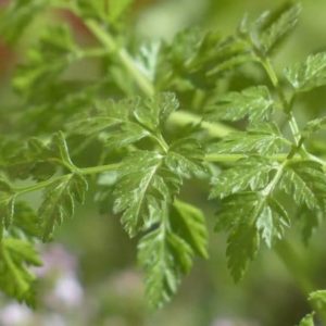 Anthriscus cerefolium - Détail d'une feuille