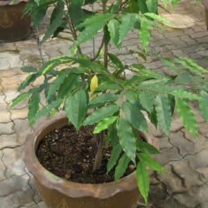 Aquilaria crassna - Jeune plante