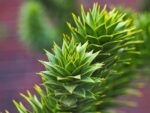 Graines d'Araucaria araucana, graines de Désespoir des singes