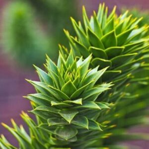 Graines d'Araucaria araucana, graines de Désespoir des singes