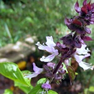 Graines de Basilic cannelle, graines d'Ocimum basilicum var. cinnamomum