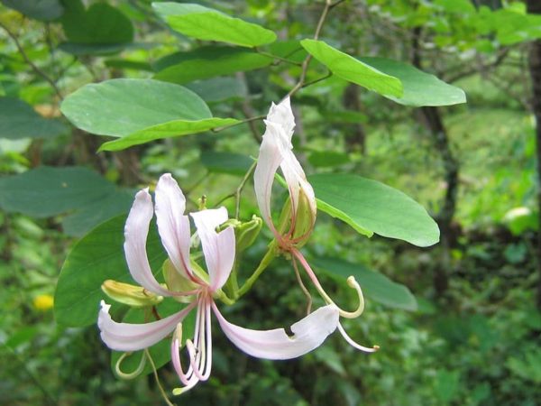 Bauhinia corymbosa - Détails d'une fleur