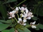 Bauhinia corymbosa - Inflorescence
