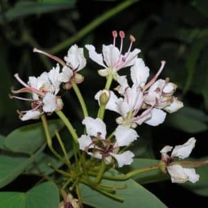 Bauhinia corymbosa - Inflorescence