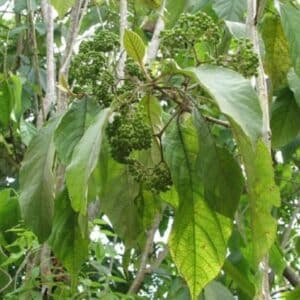 Callicarpa acuminata - Feuillage et infrutescence