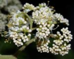 Callicarpa acuminata - Floraison