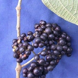 Callicarpa acuminata - Fruits