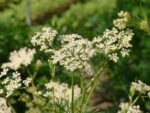 Graines de Carum carvi, graines de Cumin des prés