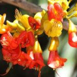 Castanospermum australe en fleur, Détails d'une fleur du Châtaignier d'Australie