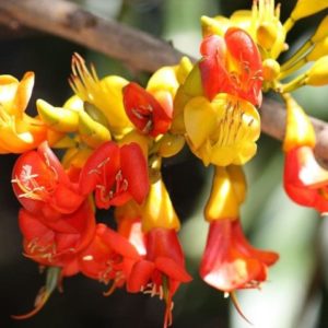 Castanospermum australe - Détails d'une fleur
