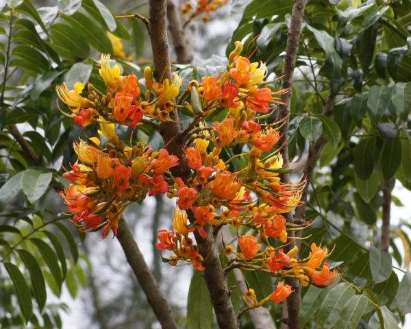 Castanospermum australe - Floraison
