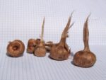 Crocus sativus - Bulbes