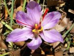 Crocus sativus - Détails d'une fleur