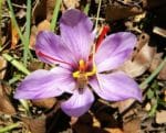 Crocus sativus - Détails d'une fleur