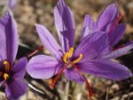 Crocus sativus - Floraison