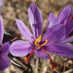 Crocus sativus - Floraison
