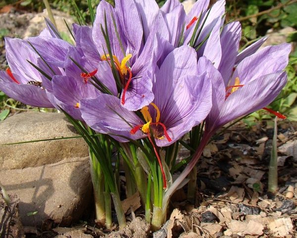 Crocus sativus - Vue générale