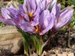 Crocus sativus - Vue générale