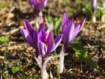 Crocus sativus - Vue générale