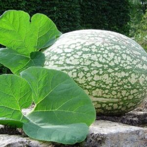 Cucurbita ficifolia - Feuilles et fruit