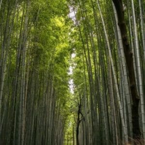 Dendrocalamus sericeus - Peuplement forestier