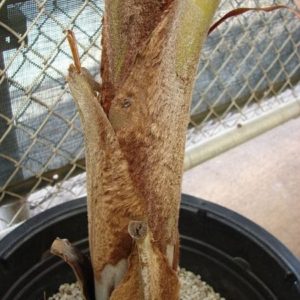 Dypsis lastelliana - Détail de la gaine foliaire