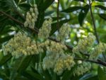 Elaeocarpus angustifolius - Floraison