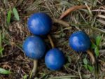 Elaeocarpus angustifolius - Fruits