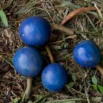 Elaeocarpus angustifolius - Fruits