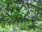 Elaeocarpus angustifolius - Infrutescence et feuillage