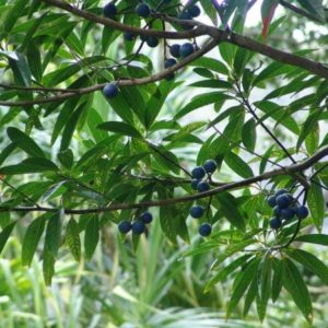 Elaeocarpus angustifolius - Infrutescence et feuillage