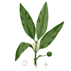 Famille des Calophyllaceae - Calophyllacées