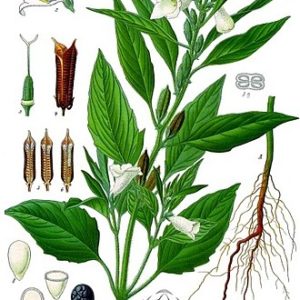 Famille des Pedaliaceae- Pédaliacées