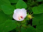 Hibiscus moscheutos, Fleur blanche et feuilles de Hibiscus des marais, Graines de Hibiscus moscheutos, Graines de Hibiscus des marais