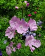 Hibiscus moscheutos - Fleurs roses