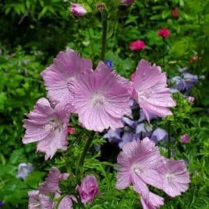 Hibiscus moscheutos - Fleurs roses