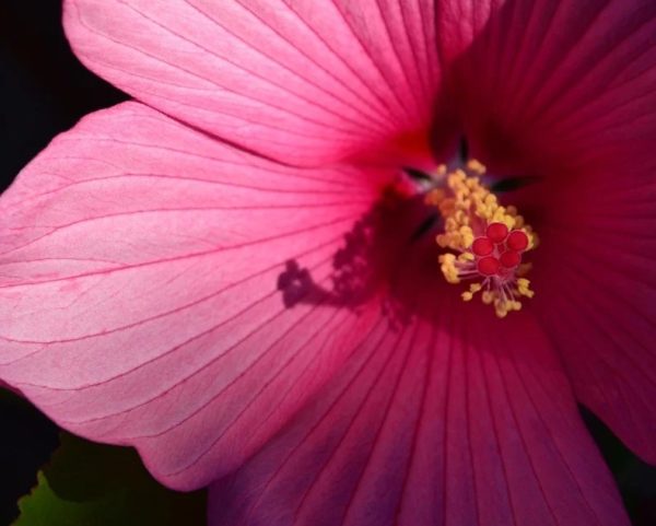 Hibiscus moscheutos - Pétales rouges et étamines