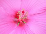 Hibiscus moscheutos, Pétales rouges et étamines de Hibiscus des marais, Graines de Hibiscus moscheutos, Graines de Hibiscus des marais