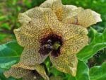 Hyoscyamus niger, Floraison de Jusquiame noire, graines d'Hyoscyamus niger, graines de Jusquiame noire